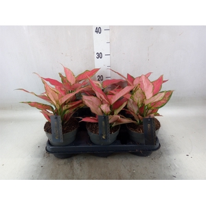 Aglaonema  'Cherry Baby'