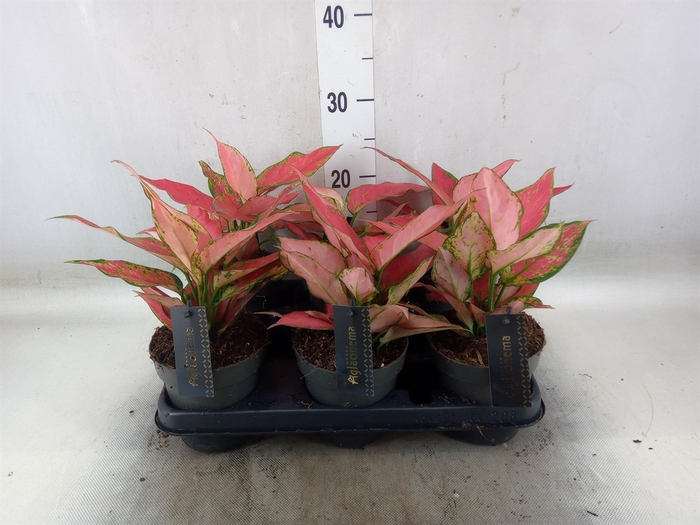 <h4>Aglaonema  'Cherry Baby'</h4>