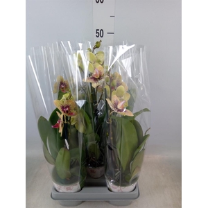 Phalaenopsis   ...yellow