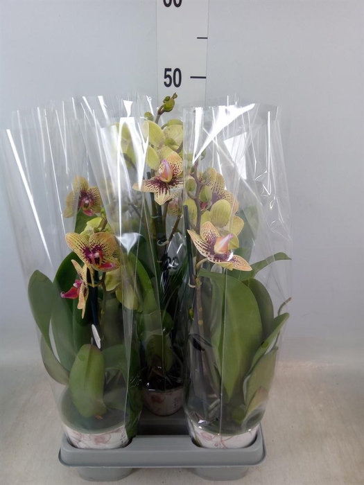 <h4>Phalaenopsis ...yellow</h4>