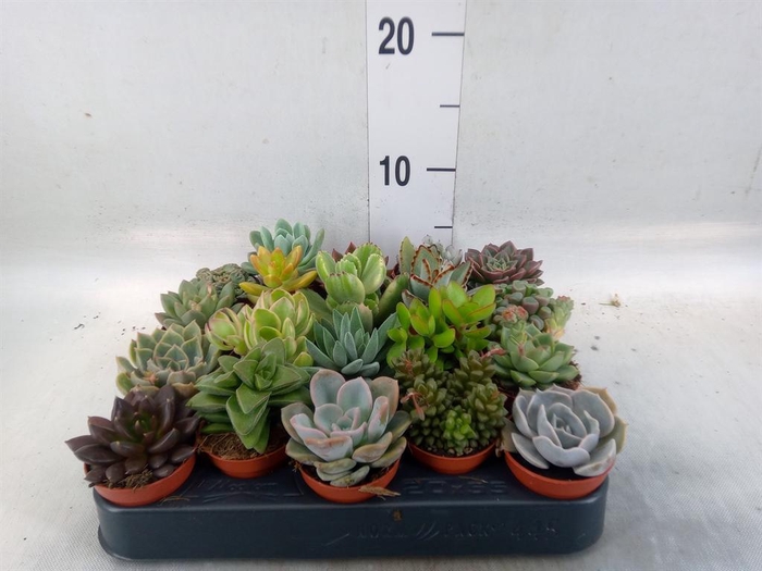 <h4>Succulents   ...</h4>