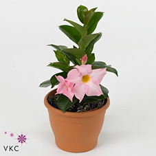 MANDE RIO LIGHT PINK
