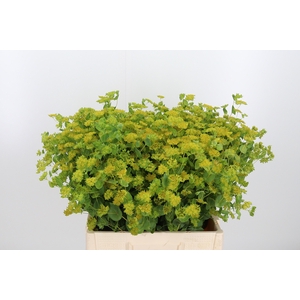 Bupleurum Griffithii