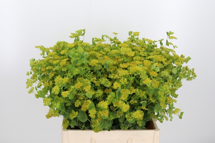 <h4>Bupleurum Griffithii</h4>