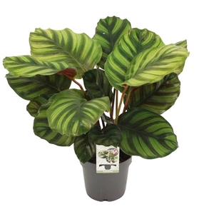 Calathea Fasciata