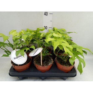 Rhaphidophora tetrasperma