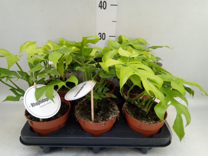 <h4>Rhaphidophora tetrasperma</h4>