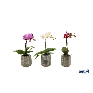 James Tiny Dolls Mix 1T7+ Aqu@