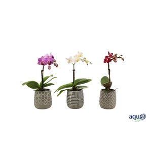 James Tiny Dolls Mix 1T7+ Aqu@