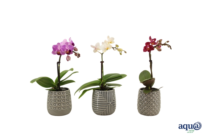 <h4>James Tiny Dolls Mix 1T7+ Aqu@</h4>