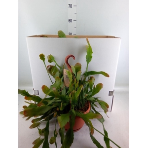 Lepismium houlletianum