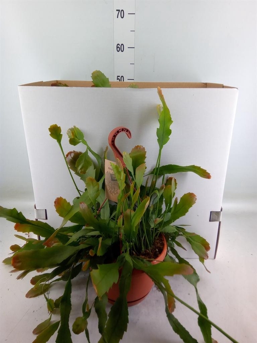 <h4>Lepismium houlletianum</h4>