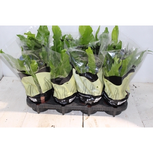 ASPLENIUM VARIADO P14