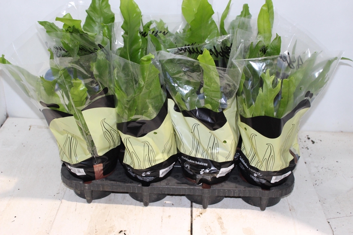 <h4>ASPLENIUM VARIADO P14</h4>
