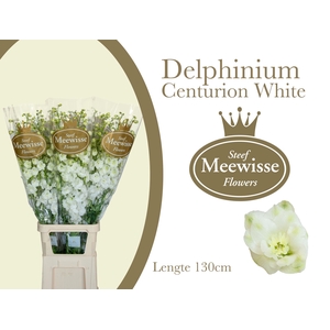 Delphinium Centurion White