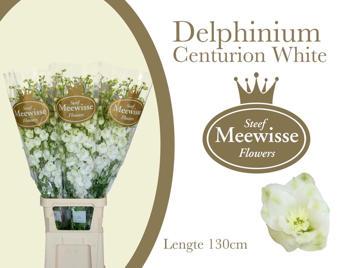 <h4>Delphinium Centurion White</h4>
