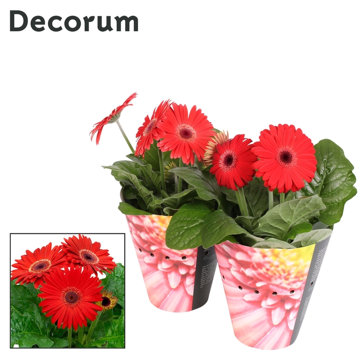 <h4>Gerbera 2+ bl. 12cm rood (diverse kleurtinten) potcover Decorum</h4>