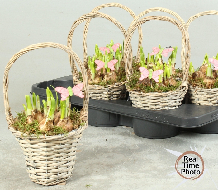 <h4>ARR NARCISSUS</h4>