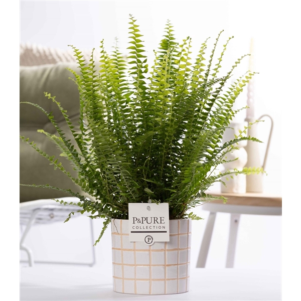 <h4>Nephrolepis Green Lady in P&PURE Tirza ceramics</h4>