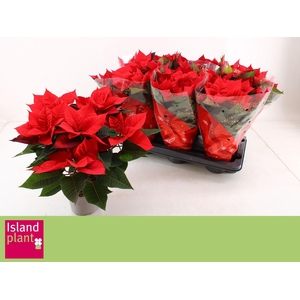 EUPHOR P CHR UNIVERS