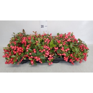 Gaultheria proc. 'Big Berry'