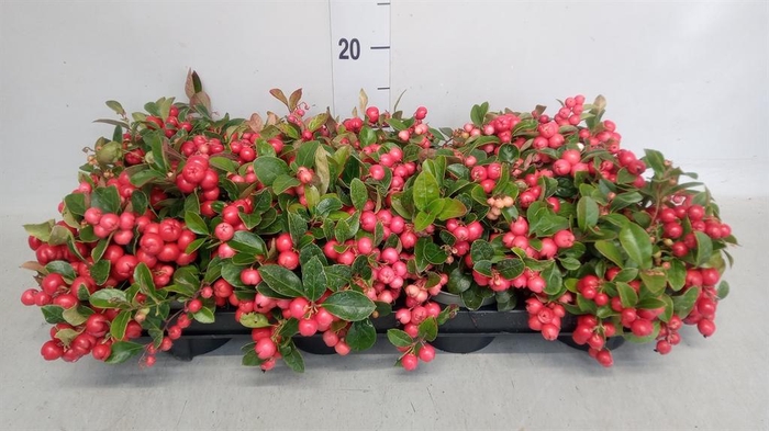 <h4>Gaultheria proc. 'Big Berry'</h4>