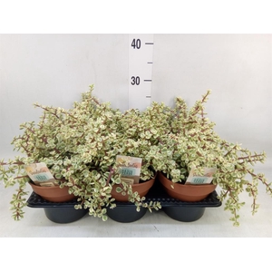 Portulacaria afra 'Variegata'