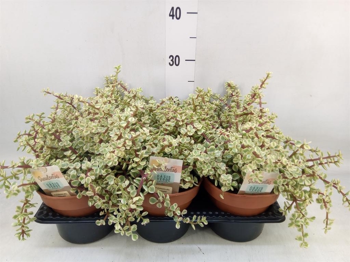 <h4>Portulacaria afra 'Variegata'</h4>