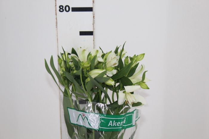 <h4>ALSTROEMERIA  AKEMI 070 CM</h4>