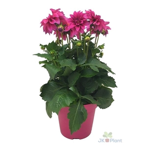 Dahlia Miscellaneous Grp Dahlinova Hypnotica Pink