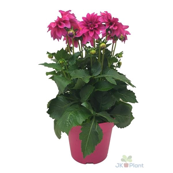 <h4>Dahlia Miscellaneous Grp Dahlinova Hypnotica Pink</h4>