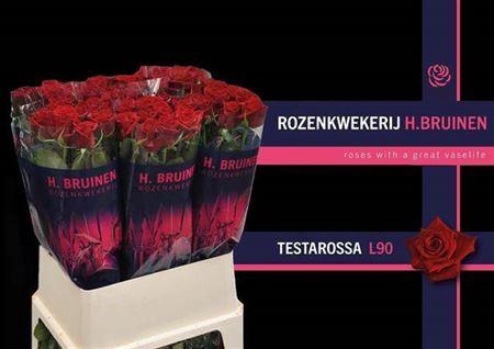 <h4>R Gr Testarossa</h4>