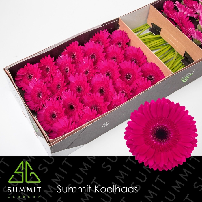 <h4>Gerbera Passoa Doos</h4>