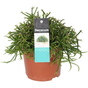 Rhipsalis bacci. Oasis D10,5