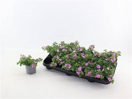<h4>Sutera Rose</h4>