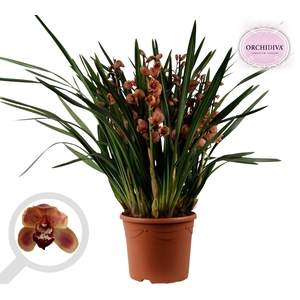 Cymbidium oranje 10+tak getoufd