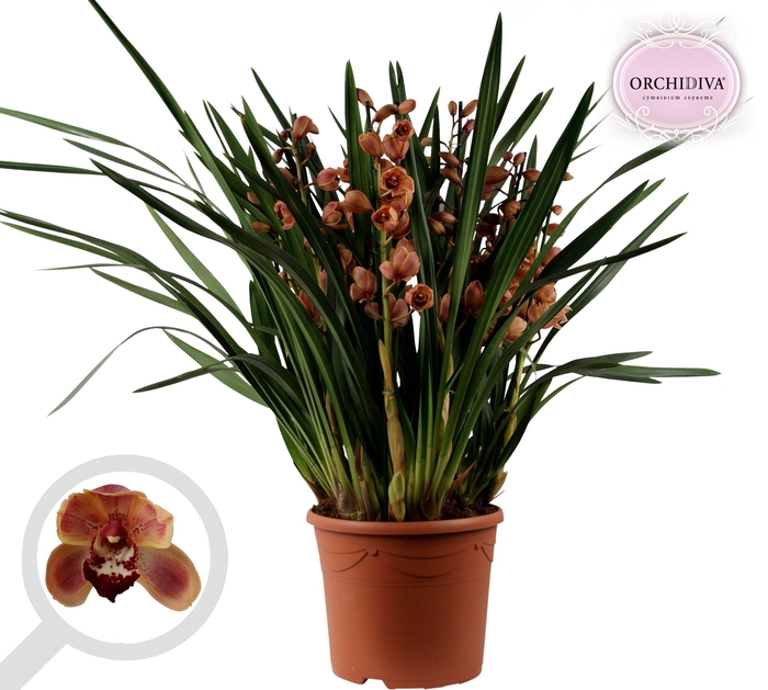 <h4>Cymbidium oranje 10+tak getoufd</h4>