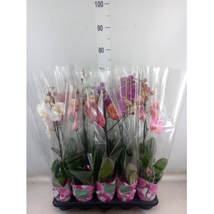 Phalaenopsis   ...mix  5