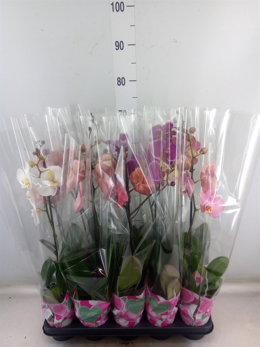 <h4>Phalaenopsis   ...mix  5</h4>