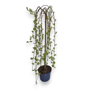Salix caprea Kilmarnock