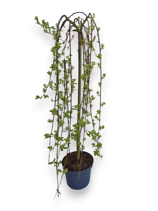 <h4>Salix caprea Kilmarnock</h4>
