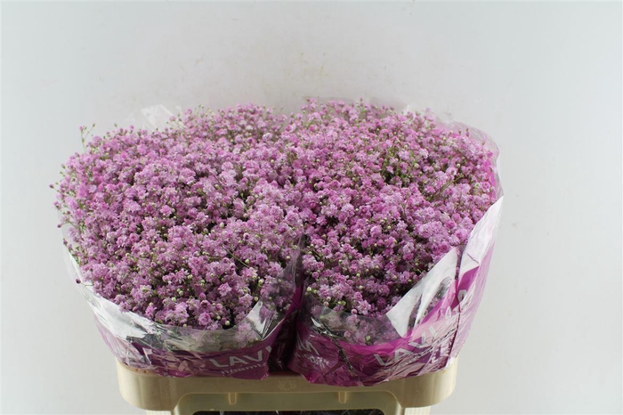 <h4>Gyps Pa My Pink</h4>