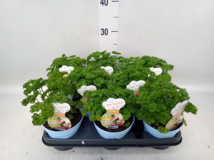 <h4>Petroselinum crispum</h4>