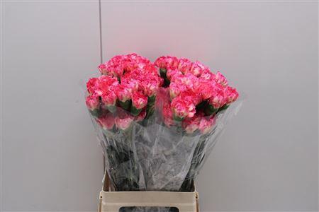 <h4>Di St Spritz</h4>