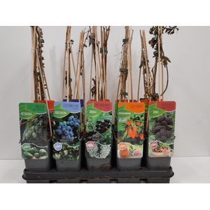 Fruitmix; Ribes, Rubus, Vaccinimum, Lycium