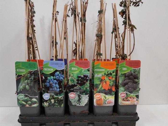 <h4>Fruitmix; Ribes, Rubus, Vaccinimum, Lycium</h4>