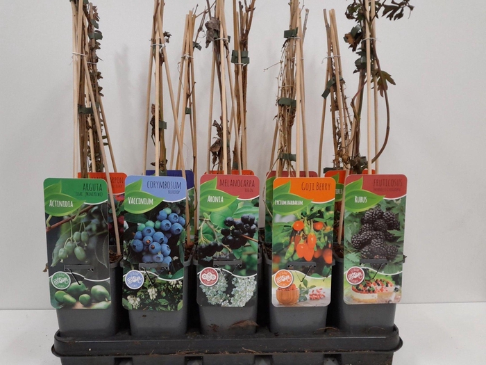 <h4>Fruitmix; Ribes, Rubus, Vaccinimum, Lycium</h4>