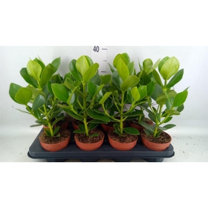 Clusia rosea 'Princess'