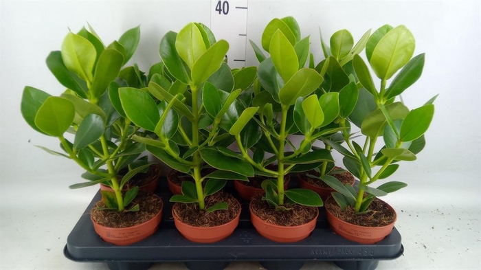 <h4>Clusia rosea 'Princess'</h4>