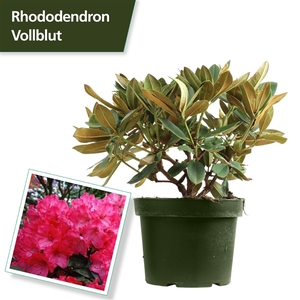 Rhodo. (Y) 'Vollblut' red